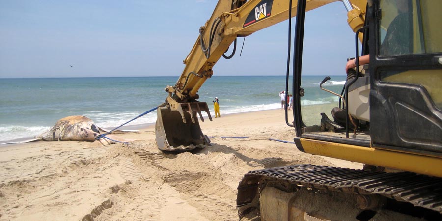 DECA Burying a beached whale