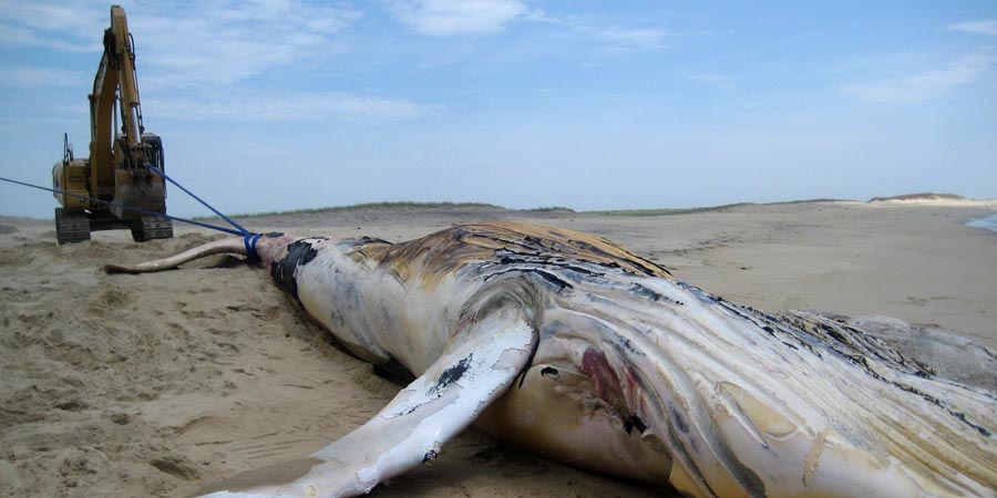 DECA Burying a beached whale