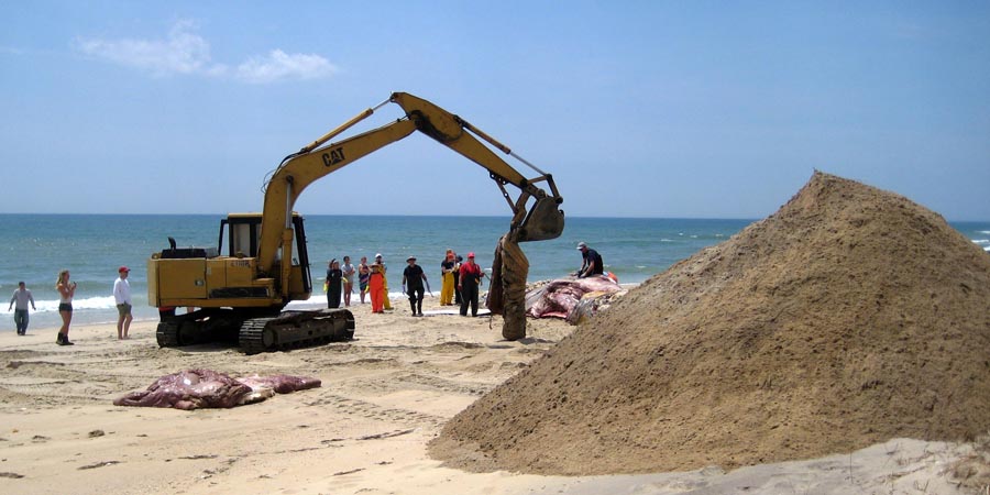 DECA Burying a beached whale